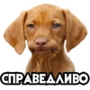 dogsone 23