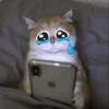 Cute cats 29