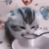 kittens 28