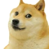 dogsone 24
