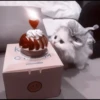 kittens 29