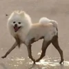 dogsone 25