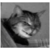 Killer Kitty 26