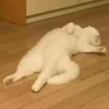 Killer Kitty 27