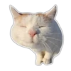 Kittens 18