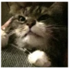 Killer Kitty 28