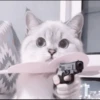 kittens 30