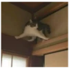 Killer Kitty 29