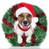 MICTEP DOG 5