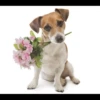 MICTEP DOG 6