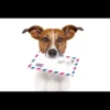 MICTEP DOG 7