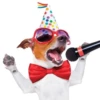 MICTEP DOG 8