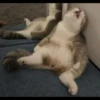 anjing 5
