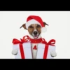 MICTEP DOG 9