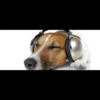 MICTEP DOG 10