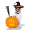 MICTEP DOG 11