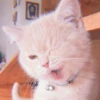 MIAW NA JI 5