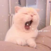 MIAW NA JI 7
