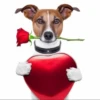MICTEP DOG 13
