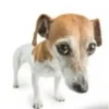 MICTEP DOG 14