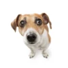 MICTEP DOG 15