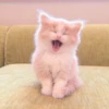 MIAW NA JI 13