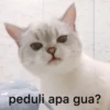 anjing 13