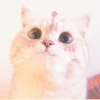 MIAW NA JI 15