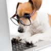MICTEP DOG 16
