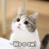 Wo-o-ow!