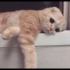 anjing 17