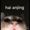 anjing 18