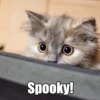 Spooky!