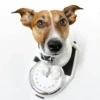 MICTEP DOG 18