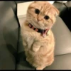 anjing 20