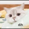 anjing 22