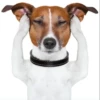 MICTEP DOG 19