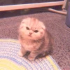 MIAW NA JI 21