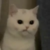 M E O W 18