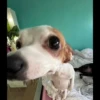 MICTEP DOG 20