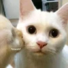 anjing 25
