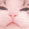 MIAW NA JI 23
