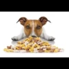 MICTEP DOG 21