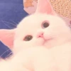 MIAW NA JI 24