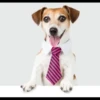 MICTEP DOG 22