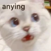 anjing 27