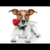 MICTEP DOG 23