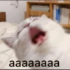 anjing 28