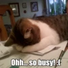 N 100
Ohh... so busy! :(