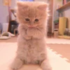 MIAW NA JI 25
